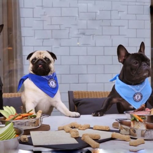 Dog Friendly Restaurants: Top Pooch-Perfect Spots!